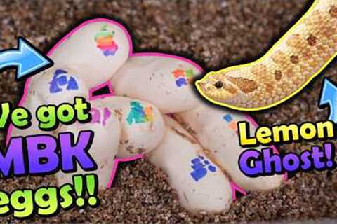 Our Lemon Ghost Hognose Snake Laid Eggs!