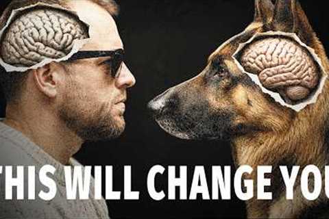 What Your Dog Actually Thinks About You (This Will Change How You Act)