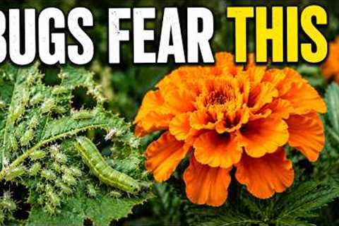 Bugs Hate These 7 Plants — No Chemicals Needed 🌿