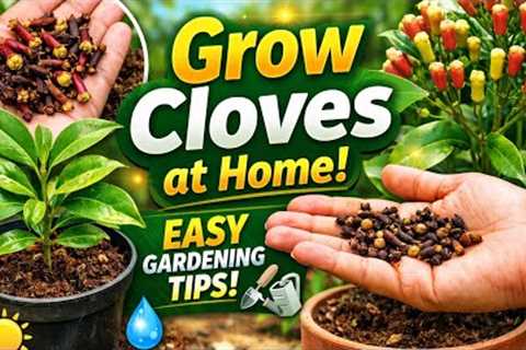 How to Grow Cloves at Home 🌱 Easy Gardening Tips for Beginners