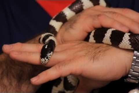 Best Pet Snake for Beginners | Pet Snakes