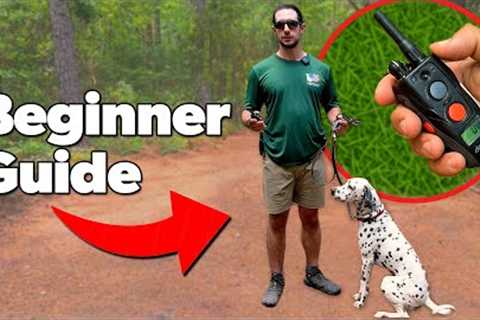 E Collar Training: A Beginner's Guide to Safe &amp; Effective Use