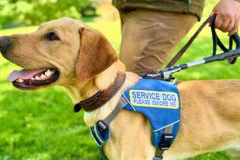 Training Better Leading Tasks for Service Dogs (find outside, find a seat, follow)