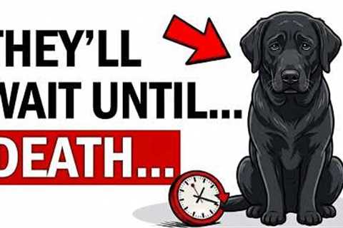 Your DOG Waits Their WHOLE LIFE For You to DO THIS! (Don't Betray Them)