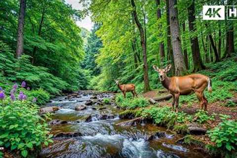 Good relaxing music to reduce stress - Music heals the heart and blood vessels