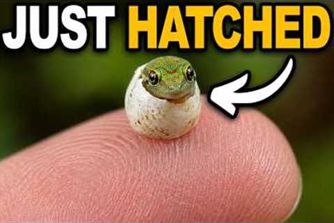 The World's Tiniest Lizard Just Hatched!