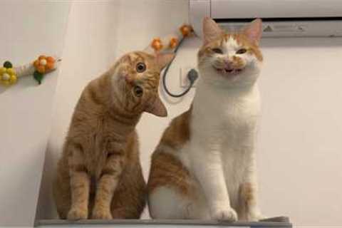 The Funniest CATS on the Planet! 🌍🤣 Funny Cat Videos