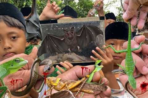 Mister insect bitten by bat, chameleon and snake