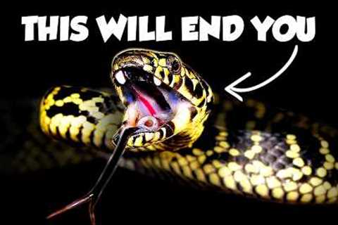 The Forgotten Venomous Snakes of Australia