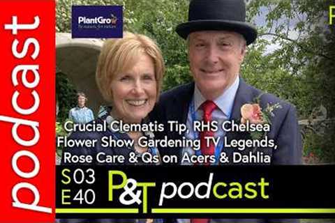 Crucial Clematis Tip, Chelsea Flower Show TV Legends, Rose Care &amp; Questions on Acers &amp;..
