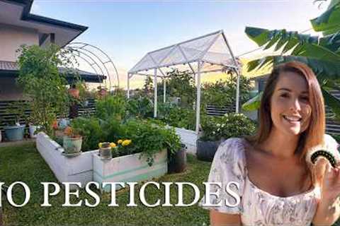 How I Keep Pests out of My Garden Naturally