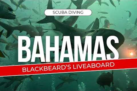 Scuba Diving the Bahamas: Blackbeard's Liveaboard Adventure | The Exuma Cays May 2024