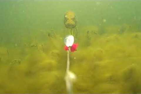 Underwater footage of a Pike chasing spinner bait!