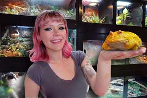 Touring my DREAM Animal Room! (Snakes, Geckos, Frogs + MORE...)