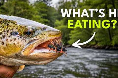How to Fish Hoppers, Ants &amp; Cicadas — Summer Fly Fishing for Beginners