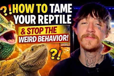 How to Tame Your Reptile (And Stop the Weird Behavior)