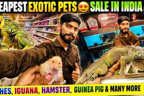 Cheapest Exotic Pets Sale in India😍Fishes,Iguana,Hamster,Guinea Pig &amp; Many More 😍