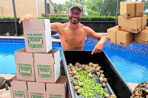 I SOLD All of My TURTLES &amp; TORTOISES!!