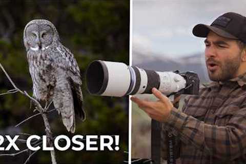 Is Micro Four Thirds the Ultimate Wildlife Photography Hack?