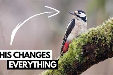 Wildlife Photography on a Budget - Hacks &amp; Tips