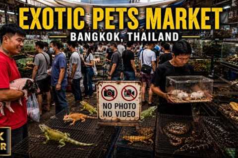 🇹🇭 4K HDR | What's Hiding Inside Bangkok's EXOTIC PET Market?