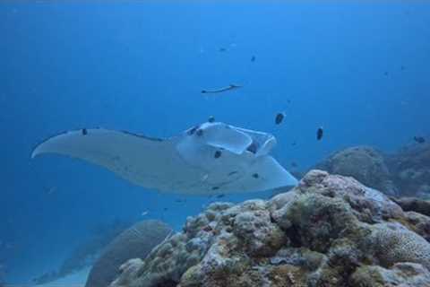 2026 Palau Dive Tour with Underwater Sports Diving Centre