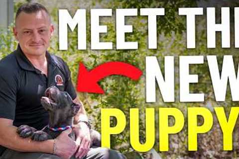 We Just Brought Home Our New Puppy… Here’s The Plan
