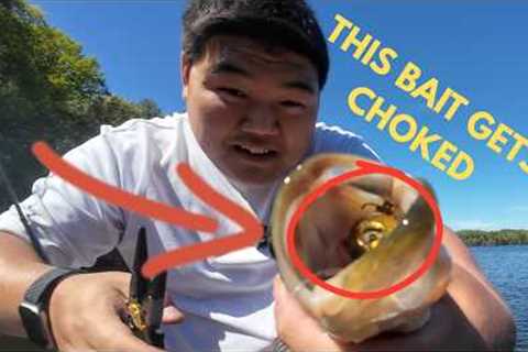 The Bait I Always Ignored Just Caught Fish