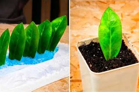 Useful hacks for your Garden. Grow Plants like a Pro