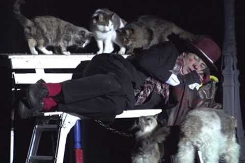 Comedy Pet Theater | Gregory Popovich