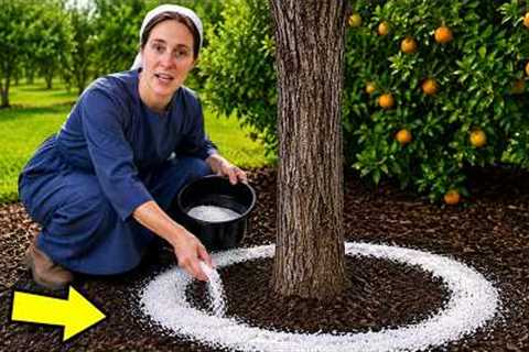3 Foolproof Methods to Eliminate Ants, Aphids and Pests on Fruit Trees and Plants