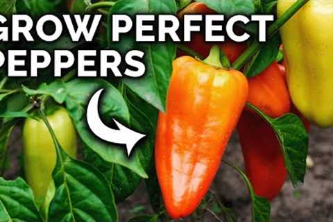 My Pepper Growing Secrets For Huge Harvests