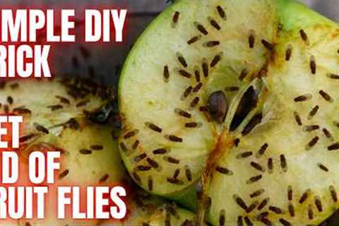 Easy Way To Rid Your Kitchen Of Fruit Flies | DIY TRICK WORKS 100% EVERYTIME