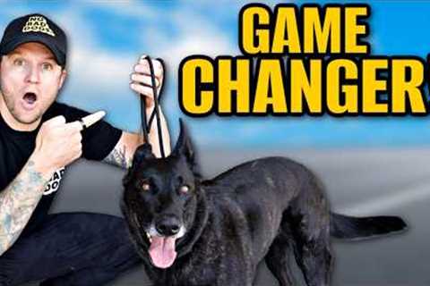 How To Use A Slip Leash To Train Your Dog!