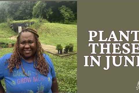 It's Not Too Late! 15 Crops You Can Still Plant in June
