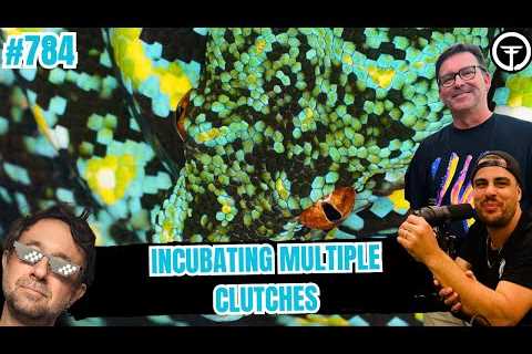 The Best Option For Incubating Multiple Green Tree Python Clutches | All In The Tree Tuesday