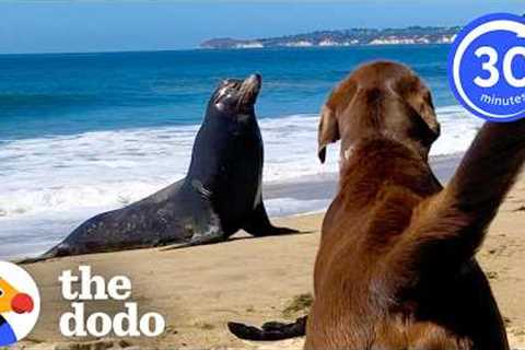 30+ Minutes of The Cutest Unlikely Animal Friendships We’ve Ever Seen | The Dodo