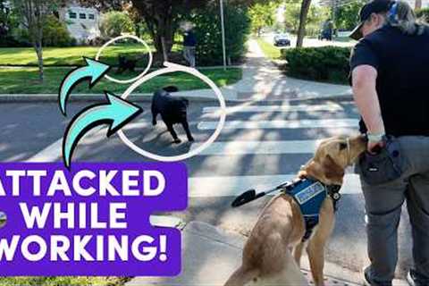 Service Dog Attacked On Video! + Tips on handling off-leash &amp; reactive dogs