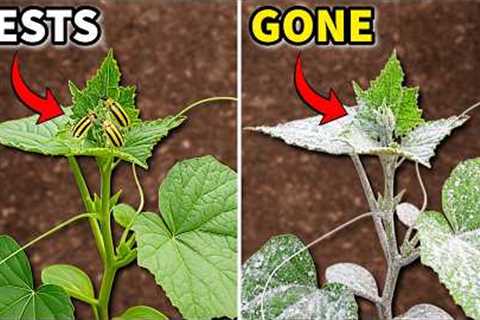 Spray This NOW to STOP Cucumber Beetles and Squash Bugs Like Magic!