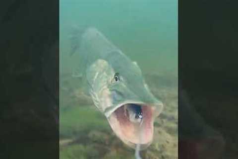 Watch the pike's speed as it attacks and spits out ! #pike #fishing #underwaterworld