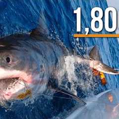 Massive Great White Shark caught while Fishing in Florida