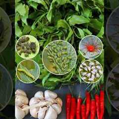 Homemade Organic Pesticide #pesticides  #v87garden  #gardening