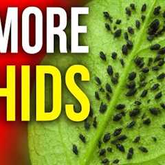 Homemade Citrus Insecticide That Actually Works!