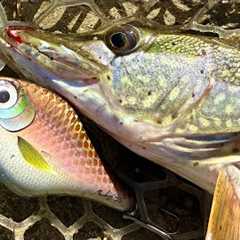 Making Baits and Catching Pike