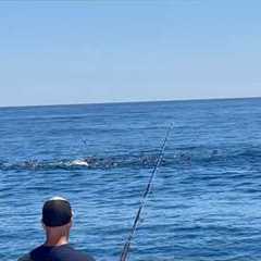 The Most BLUEFIN TUNA I HAVE EVER SEEN!!!!