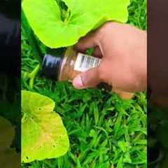 Cayenne Pepper keeps Pests and Animals away from your garden! #gardening #garden  #viral