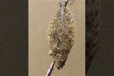 4 tips in 13 seconds to help YOU catch surf HALIBUT