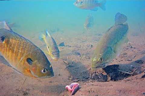 How FISH REACT to NIGHTCRAWLERS UNDERWATER! (Surprising)
