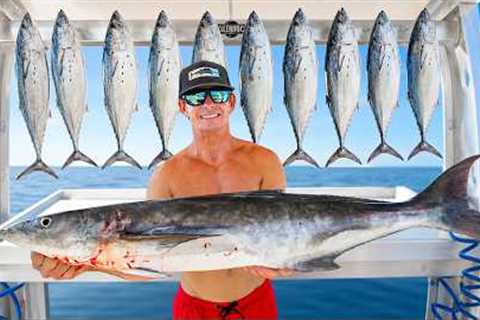 MOST Expensive vs LEAST Expensive fish! Catch Clean Cook (Bonito)