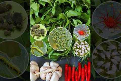Homemade Organic Pesticide #pesticides  #v87garden  #gardening